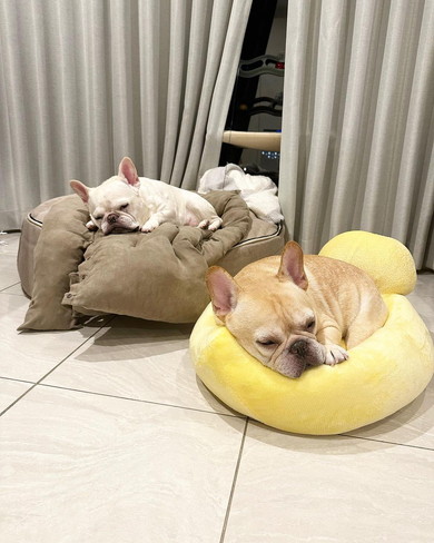 寝ている2匹のワンコ