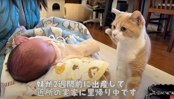 初めて赤ちゃんを見た猫たち