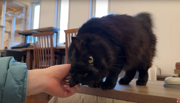 初めて赤ちゃんを見た猫たち