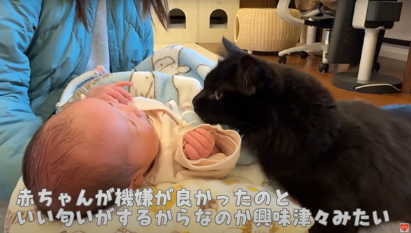 初めて赤ちゃんを見た猫たち