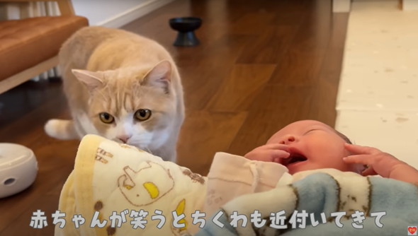 初めて赤ちゃんを見た猫たち