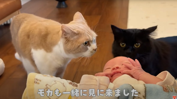 初めて赤ちゃんを見た猫たち