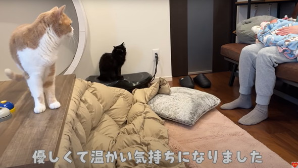 初めて赤ちゃんを見た猫たち