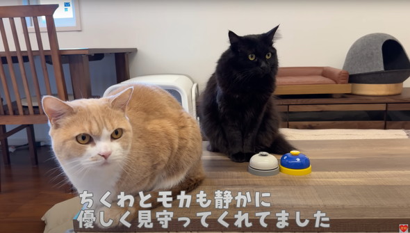 初めて赤ちゃんを見た猫たち