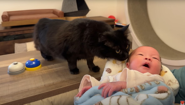 初めて赤ちゃんを見た猫たち