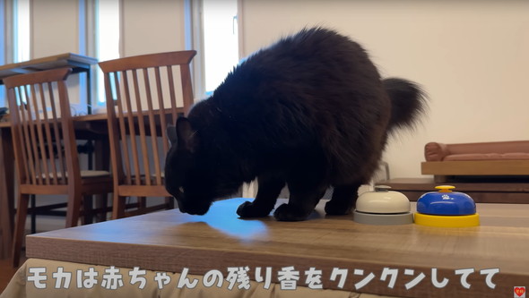 初めて赤ちゃんを見た猫たち