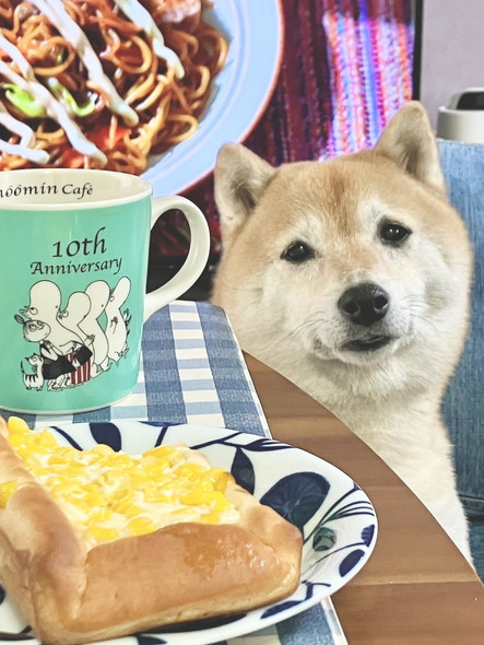 切り貼り感のある柴犬