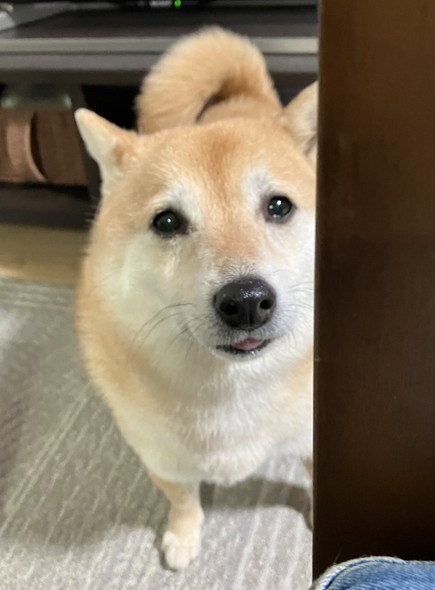 のぞいてるワンコ