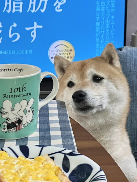 切り貼り感のある柴犬