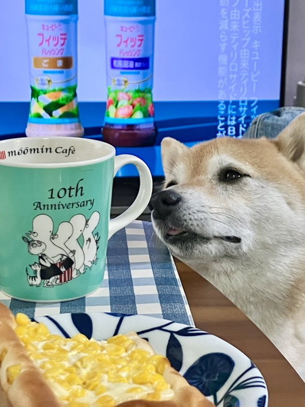 切り貼り感のある柴犬