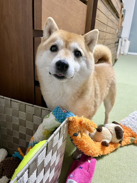 おもちゃとワンコ