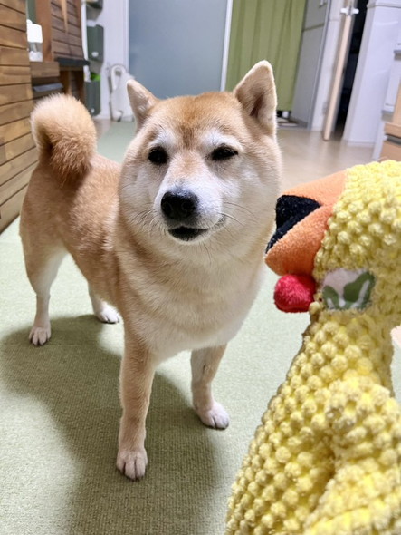 おもちゃとワンコ