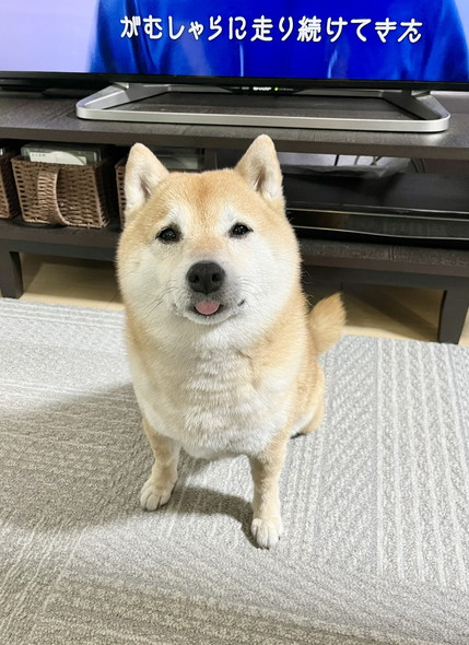 舌出しておすわりワンコ