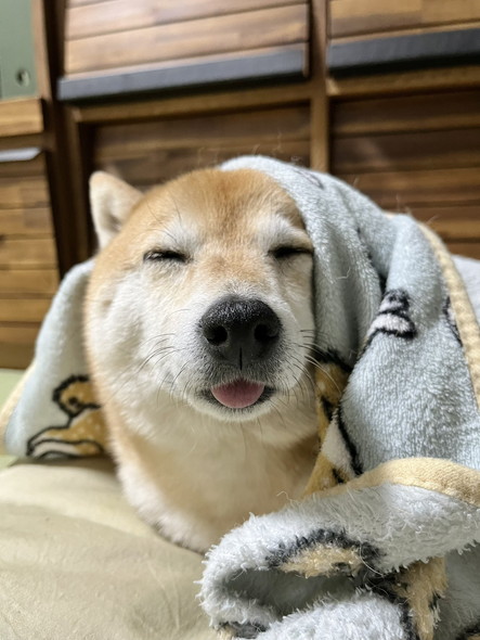 布団かぶってるワンコ
