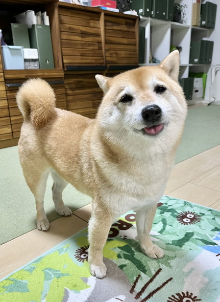 舌出してうれしそうなワンコ