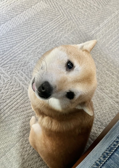 振り返るワンコ