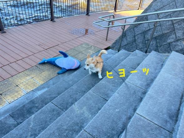 サメにおじけづくワンコ