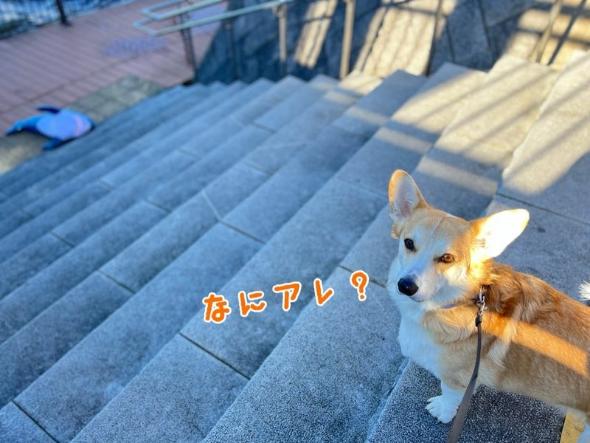 サメにおじけづくワンコ