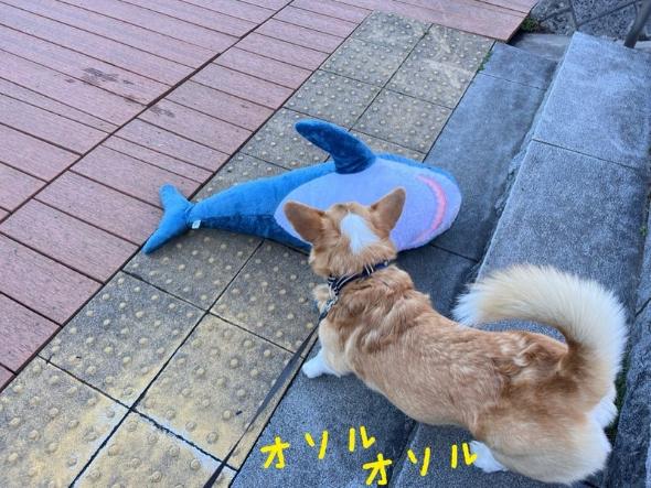サメにおじけづくワンコ