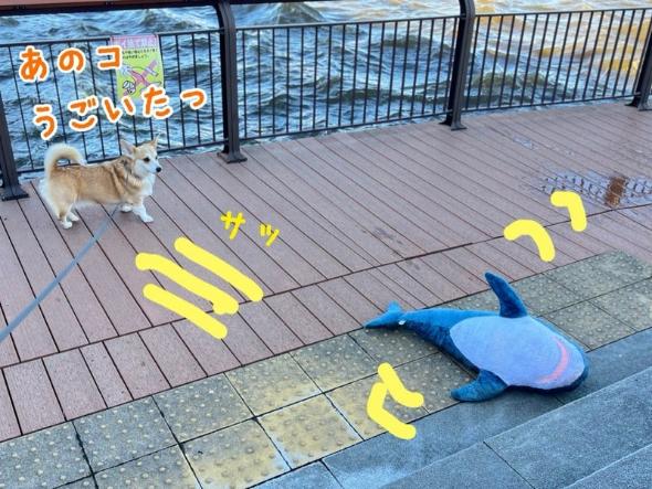 サメにおじけづくワンコ