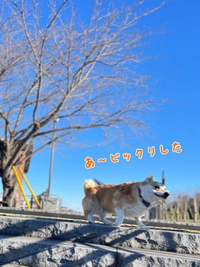 サメにおじけづくワンコ