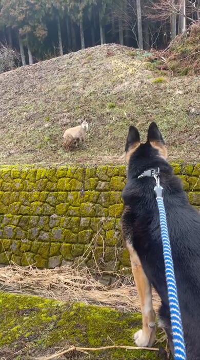 犬