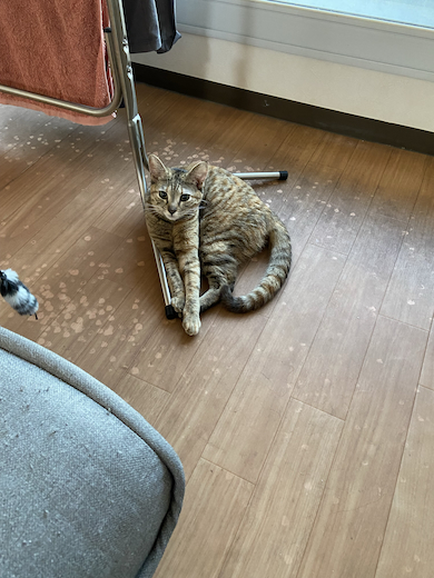 愛猫のルネ