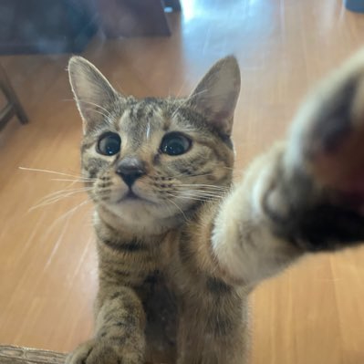 愛猫のルネ