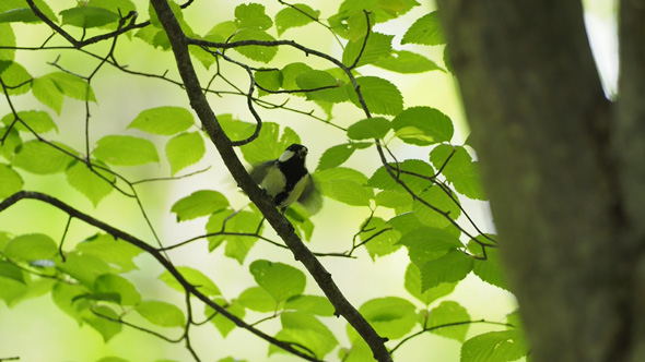 シジュウカラ ジェスチャー 鳥 翼 パタパタ 世界初 発見 お先にどうぞ