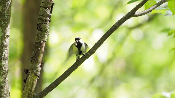 シジュウカラ ジェスチャー 鳥 翼 パタパタ 世界初 発見 お先にどうぞ
