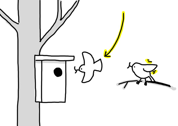 シジュウカラ ジェスチャー 鳥 翼 パタパタ 世界初 発見 お先にどうぞ