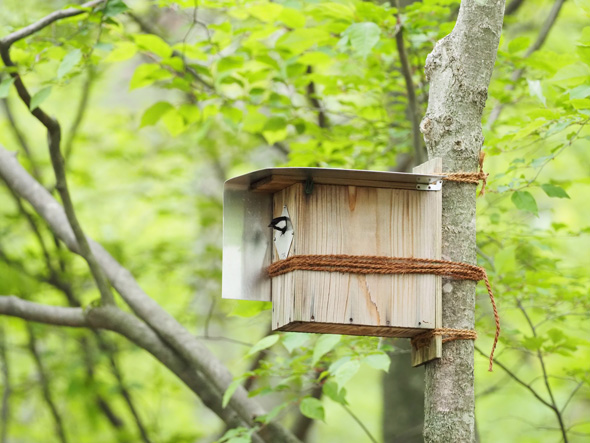 シジュウカラ ジェスチャー 鳥 翼 パタパタ 世界初 発見 お先にどうぞ
