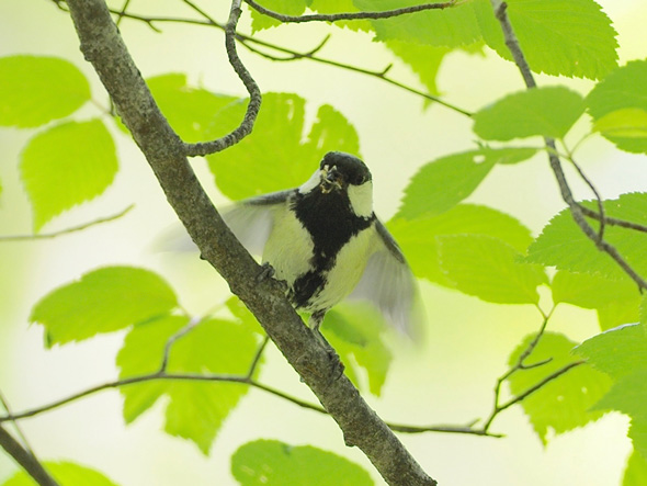 シジュウカラ ジェスチャー 鳥 翼 パタパタ 世界初 発見 お先にどうぞ