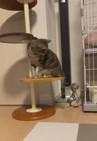 兄猫の尻尾で遊ぶ子猫