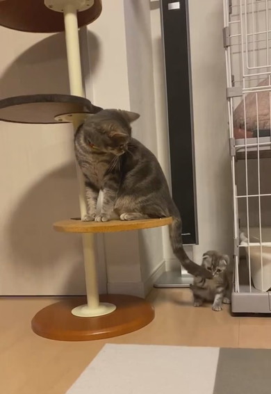 兄猫の尻尾で遊ぶ子猫
