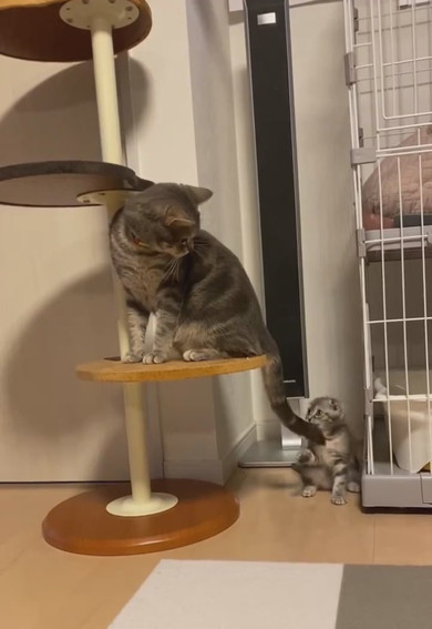 兄猫の尻尾で遊ぶ子猫