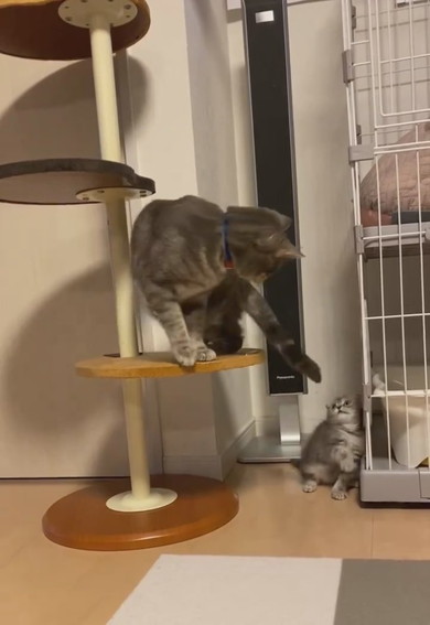 兄猫の尻尾で遊ぶ子猫