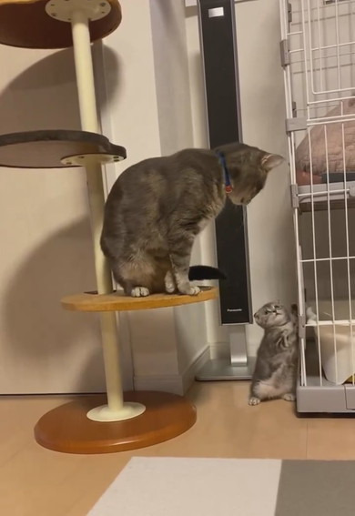 兄猫の尻尾で遊ぶ子猫