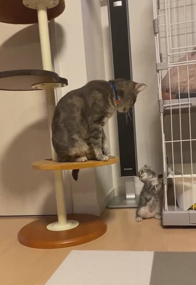 兄猫の尻尾で遊ぶ子猫