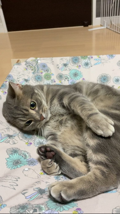 寝転がるアメリカンショートヘアの猫ちゃん