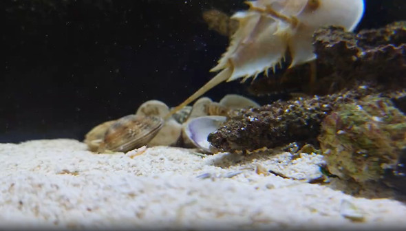 アサリに挟まれるカニ