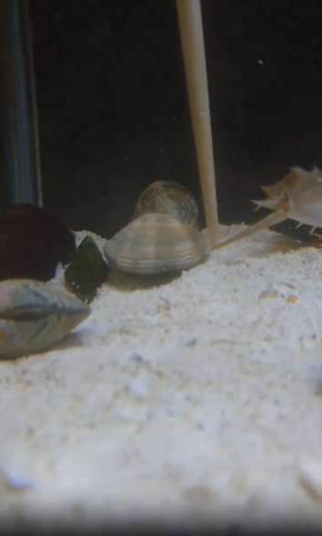 アサリに挟まれるカニ