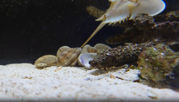 アサリに挟まれるカニ