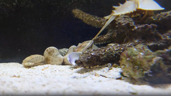 アサリに挟まれるカニ