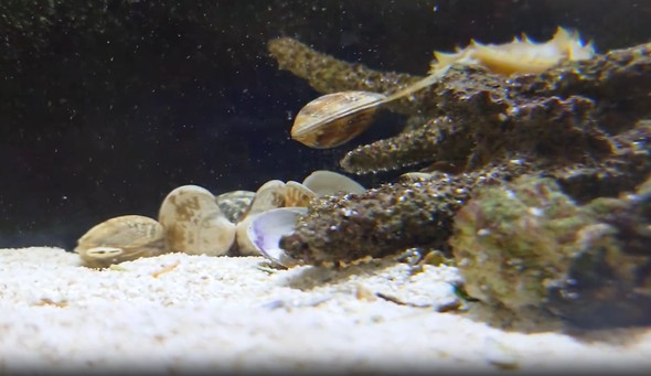 アサリに挟まれるカニ