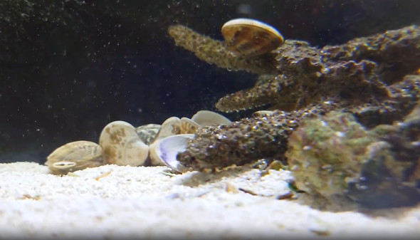 アサリに挟まれるカニ