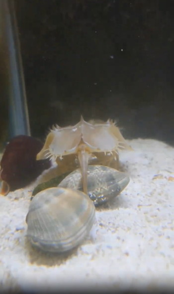 アサリに挟まれるカニ