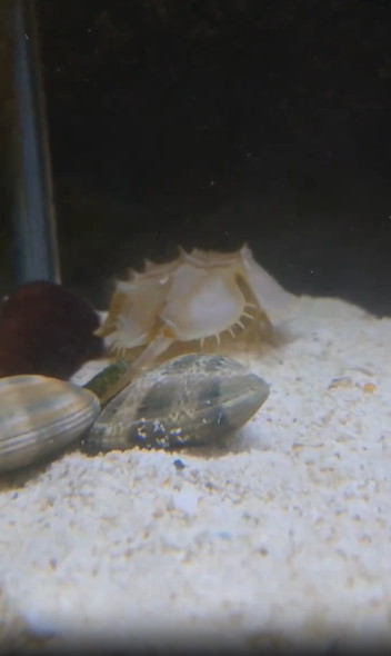 アサリに挟まれるカニ