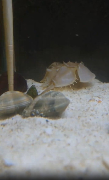 アサリに挟まれるカニ