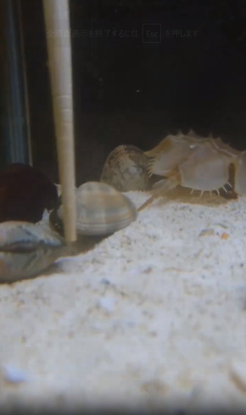 アサリに挟まれるカニ